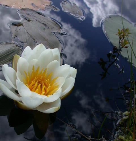 Nymphaea alba, Nymphaeaceae Το ρίζωμα περιέχει σεσκιτερπενικά αλκαλοειδή C15 ισοπρένιο Χρήση στη φυτοθεραπευτική