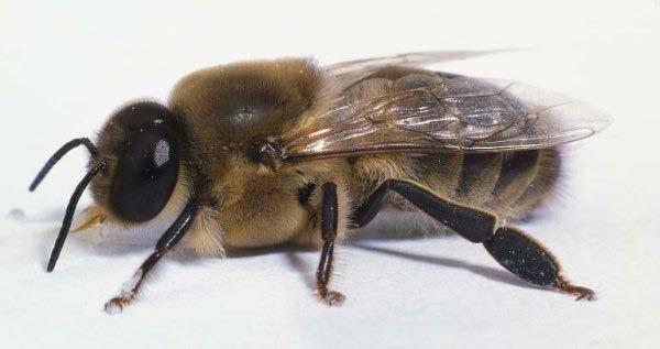 Ο κηφήνας είναι το αρσενικό άτομο του μελισσιού. Έχει κοντή προβοσκίδα, μεγάλα μάτια, φαρδιά κοιλιά και θώρακα.