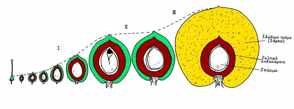 Εισαγωγή θους και του βάρους του καρπού. Τα τρία αυτά στάδια είναι περισσότερο εμφανή και διακριτά στις όψιμες ποικιλίες ροδακινιάς παρά στις πρώιμες (Σχήμα ). Σχήμα.