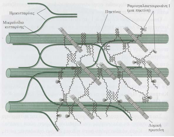 Εισαγωγή κυτταρίνη αποτελούν συστατικά του κυτταρικού τοιχώματος, πάνω στα οποία προσδένονται τα μικροϊνίδια κυτταρίνης (Brummel and Hampster, 2), ενώ η κυριότερη ομάδα γλυκοπρωτεϊνών είναι οι