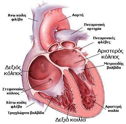 1 Εισαγωγή 1.1 Η φυσιολογία του μυοκαρδίου Η καρδιά είναι ένα μυώδες όργανο που συστέλλεται ρυθμικά λειτουργώντας σαν αντλία αίματος με τη βοήθεια του κυκλοφορικού συστήματος.