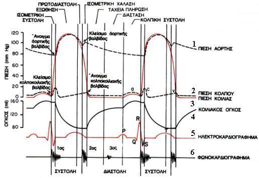 καρδιακού παλμού. Στις άνω τρεις καμπύλες (1,2,3) παριστάνονται οι μεταβολές της πίεσης μέσα στην αορτή, μέσα στην αριστερή κοιλία και μέσα στον αριστερό κόλπο αντίστοιχα.