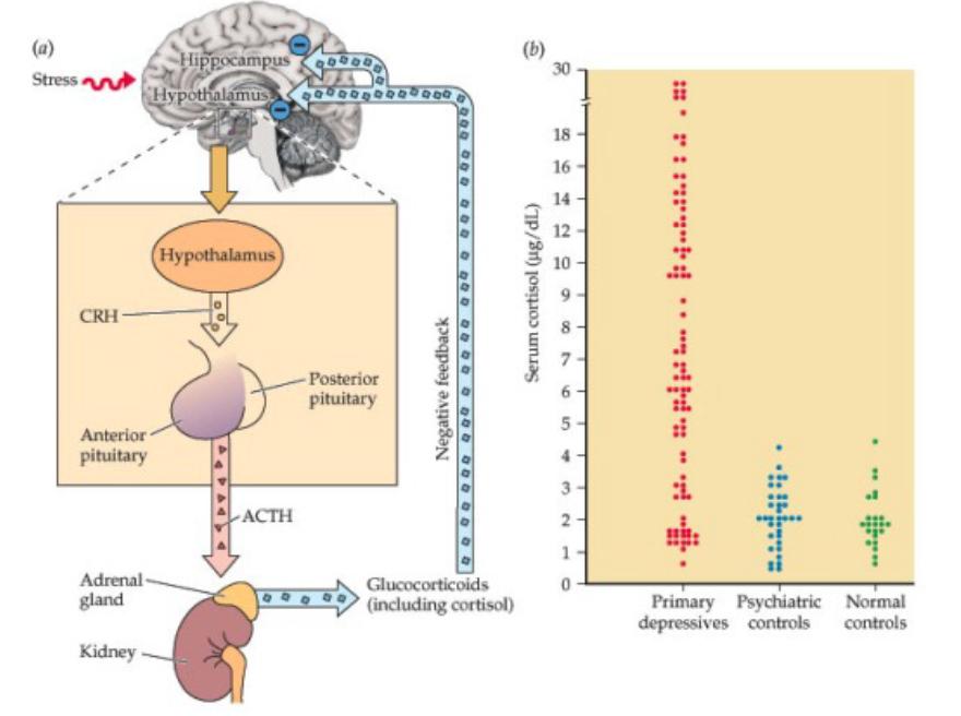 Ο άξονας υποθαλάµου υπόφυσης επινεφριδίων στην κατάθλιψη Αυξηµένη λειτουργία του άξονα υποθαλάµου υπόφυσης επινεφριδίων Υψηλά επίπεδα γλυκορτικοειδών συνδέονται µε