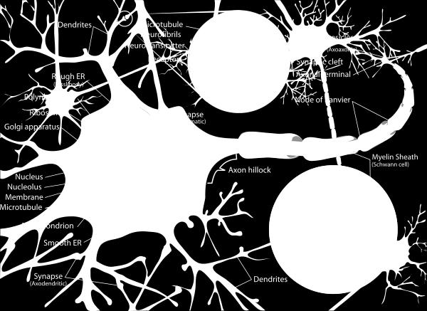 Ετσι γνωρίζοντας τις ιδιότητες του μη συζευγμένου νευρώνα, μπορούμε, με υπέρθεση, να μελετήσουμε τις ιδιότητες δικτύων.