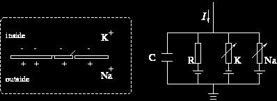 ΚΕΦΑΛΑΙΟ 3. ΜΟΝΤΕΛΟΠΟΙΗΣΗ ΝΕΥΡΩΝΩΝ Σχήμα 3.2: Τυπική απόκριση του Leaky integrate and f ire.