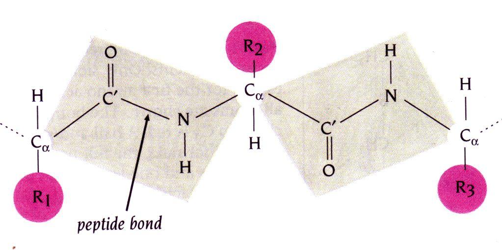 H πεπτιδική ομάδα Kάθε πεπτιδική ομάδα σε μια πολυπεπτιδική αλυσίδα περιλαμβάνει το C α άτομο