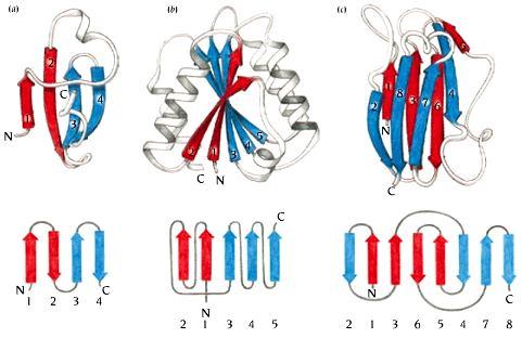 Τοπολογικά διαγράμματα Τρανσκαρβαμοϋλάση Φλαβοδοξίνη Πλαστοκυανίνη Τα τοπολογικά διαγράμματα (topology diagrams) είναι 2D-αναπαραστάσεις