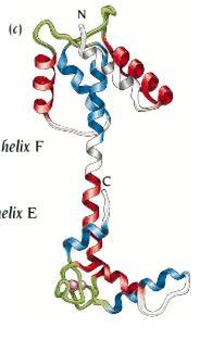 EF-hand Μια πολύ γνωστή πρωτεΐνη που περιέχει EF-hands είναι η τροπονίνη.