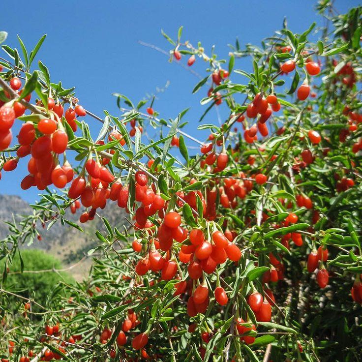 ΚΕΦΑΛΑΙΟ 4ο. GOJI BERRY 4.1 