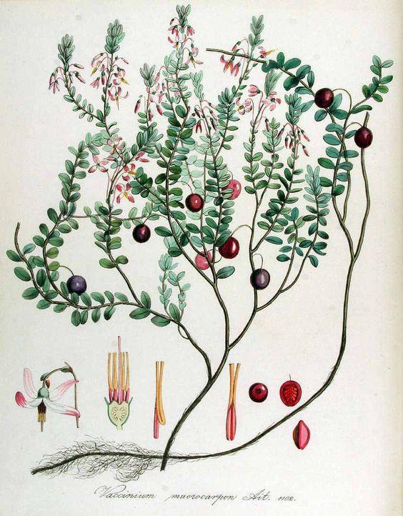 Γενικότερα το καλλιεργούμενο cranberry είναι ένας χαμηλής ανάπτυξης πλατύφυλλος, μη φυλλοβόλος θάμνος.
