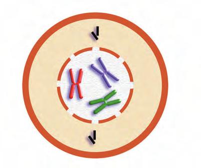 ADI KROMOSOMAK Dakizunez, kromosoma deritzen egiturak DNAzko kate luzez eta kondentsatuz osatuta daude.
