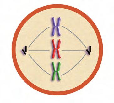 Bi unetan ikus daitezke kromosomak nukleoan: interfase zelularraren amaieran eta zatiketa zelularrean. Zentromeroa 3.