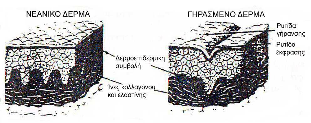 βλαπτικής επίδρασης σ αυτό εξωτερικών και συστηματικών παραγόντων, στους οποίους ήταν εκτεθειμένα κατα τη διάρκεια δεκαετιών. Εικ.3 Διαφορά μεταξύ νεανικού-γηρασμένου δέρματος 2.1.