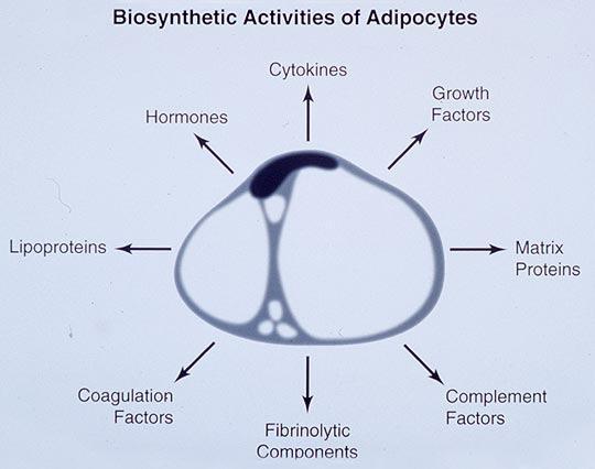 είναι ένας παθητικός αποθηκευτικός ιστός, τα τελευταία χρόνια ποικίλες είναι οι μελέτες που διερευνούν τη βιολογία και βιοχημεία του λιπώδους ιστού 227.