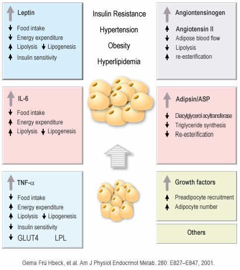 Στο σπλαγχνικό λιπώδη ιστό, παρατηρούνται υψηλότερες συγκεντρώσεις της IL 6 και του ΡΑΙ I 234, ενώ στον υποδόριο ιστό επικρατεί υψηλότερη συγκέντρωση της λεπτίνης και της αδιπονεκτίνης.