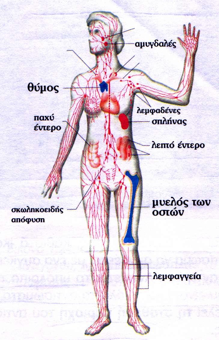 Το ανοσοβιολογικό σύστημα αποτελείται από Πρωτογενή λεμφικά όργανα μυελός των οστών θύμος αδένας οι λεμφαδένες Δευτερογενή λεμφικά όργανα ο σπλήνας οι αμυγδαλές λεμφικός ιστός κατά μήκος του