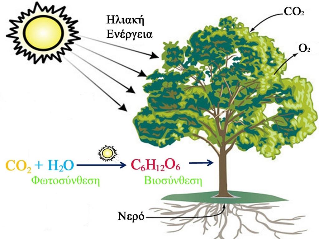 Δέσμευση ηλιακής ενέργειας μέσω φωτοσύνθεσης Εικόνα