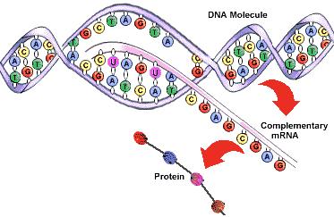 Ερώτηση 9 (Μονάδες 10) Στο παρακάτω Σχήμα 9 φαίνεται, απλουστευμένα, η διαδικασία έκφρασης της γενετικής πληροφορίας η οποία υπάρχει σε ένα γονίδιο του DNA.