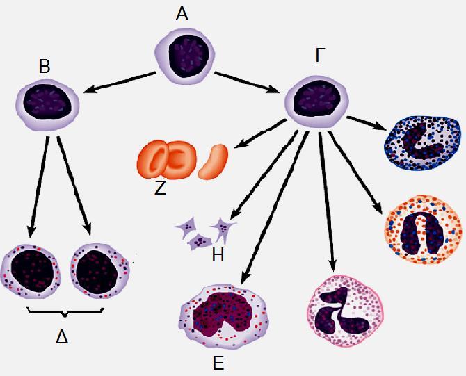 Ερώτηση 2 (Μονάδες 5) Στο διπλανό Σχήμα 2 παρουσιάζεται η προέλευση των έμμορφων συστατικών του αίματος στον άνθρωπο. Σχήμα 2 (β) Να ονομάσετε τα κύτταρα Α μέχρι Ε.