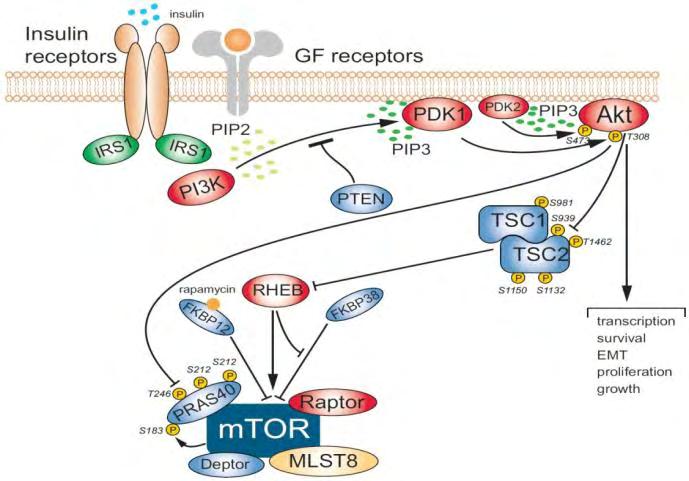 συμπλόκου από την Akt (74), (138), από την ERK1/2 (Extracellular-signal-regulated kinase Εικόνα 3: Η ρύθμιση του mtorc1 μέσω αυξητικών παραγόντων (Από: Tchevkina E and Komelkov A.