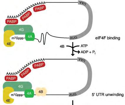 έναρξης eif4a, μια RNA ελικάση.
