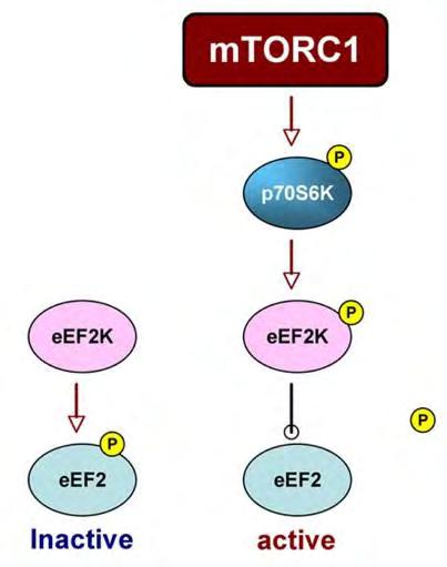 παράγοντες μειώνουν τη φωσφορυλίωση του eef2, προωθούν αποτελεσματικά τη σύνδεση του με το ριβόσωμα και ως εκ τουτου προάγουν το στάδιο της επιμήκυνσης.