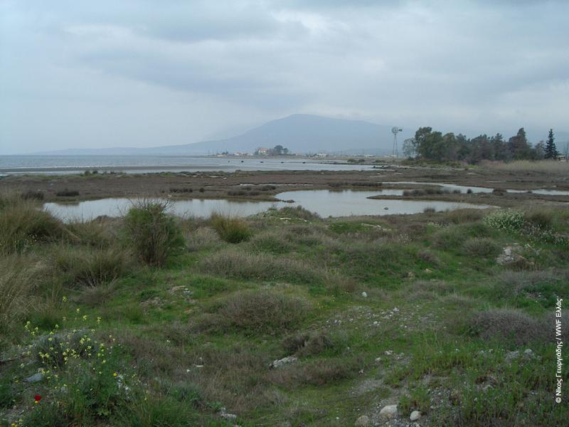 Βιβλιογραφία Akriotis, T. 1998. Post breeding migration of Reed and Great Reed Warblers breeding in southeast Greece. Bird Study 45:344 352. Ζαλίδης, Χ. Γ., και Α. Μαντζαβέλλας (συντονιστές έκδοσης).