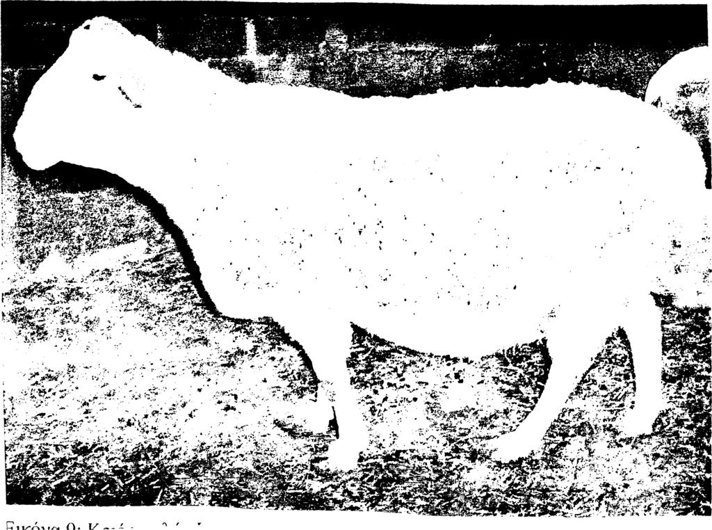 περιεκτικότητα σε λίπος και πρωτέΐν (Παπαβασιλείου, 2003b). Το σωματικό βάρος των κριών κυμαίνεται από 80 έως 100 kg και τα προβατινών από 55 έως 75 kg (Ρογδάκης, 1982).