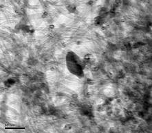 δείγματος C6-CNTs της