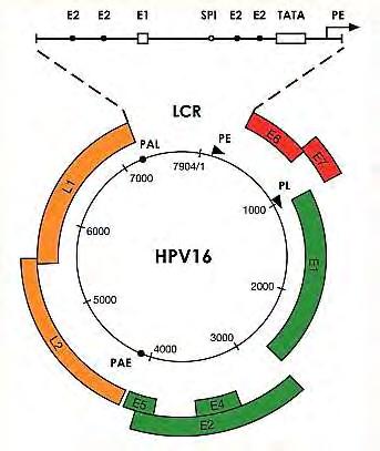 Η πρώιμη περιοχή καταλαμβάνει πάνω από το 50% του γονιδιώματος του ιού και είναι υπεύθυνη για την κωδικοποίηση των ρυθμιστικών πρωτεϊνών του ιού, συμπεριλαμβανομένων των ιικών πρωτεϊνών που είναι