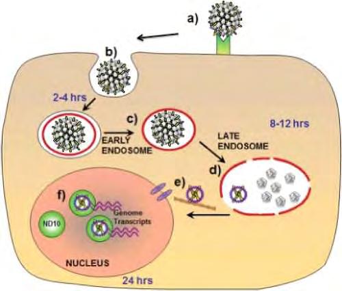 10 a) Ο ιός συνδέεται σε κυτταρικούς υποδοχείς και b) εισέρχεται στο κύτταρο με ενδοκύττωση. c) Το ιοσωμάτιο εισέρχεται στα ενδοσώματα, όπου d) διαλύεται το καψίδιο.