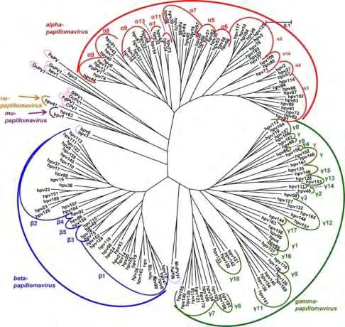 Οι papilloma ιοί δεν κατηγοριοποιούνται σε ορότυπους,λόγω του ότι δεν υπάρχουν διαθέσιμες κυτταρικές σειρές διαφοροποιούμενων επιθηλιακών κυττάρων ώστε να καλλιεργηθούν.
