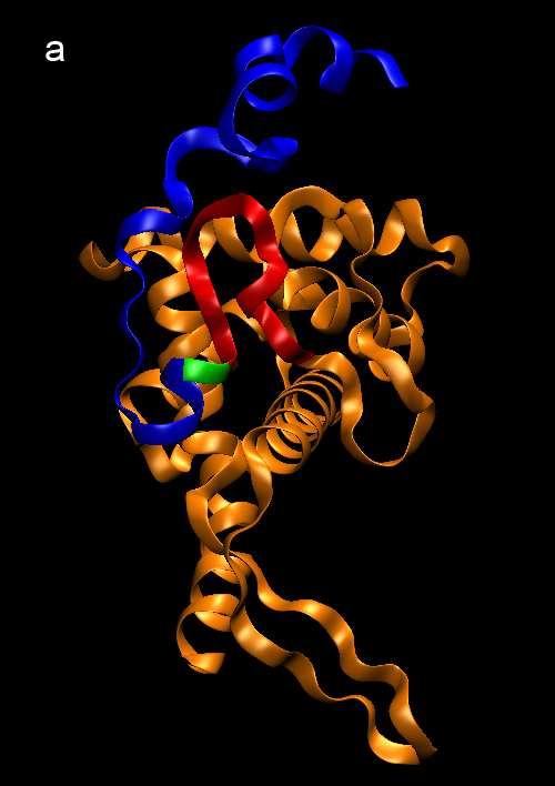 2.3 ΡΙΒΟΣΩΜΙΚΗ ΠΡΩΤΕΪΝΗ S5 (ΕΥΚΑΡΥΩΤΙΚΑ ΚΥΤΤΑΡΑ) Η ριβοσωµική πρωτεΐνη S5 των ευκαρυωτικών οργανισµών ανήκει στην ευρύτερη οικογένεια S7 των προκαρυωτικών ριβοσωµικών πρωτεϊνών.