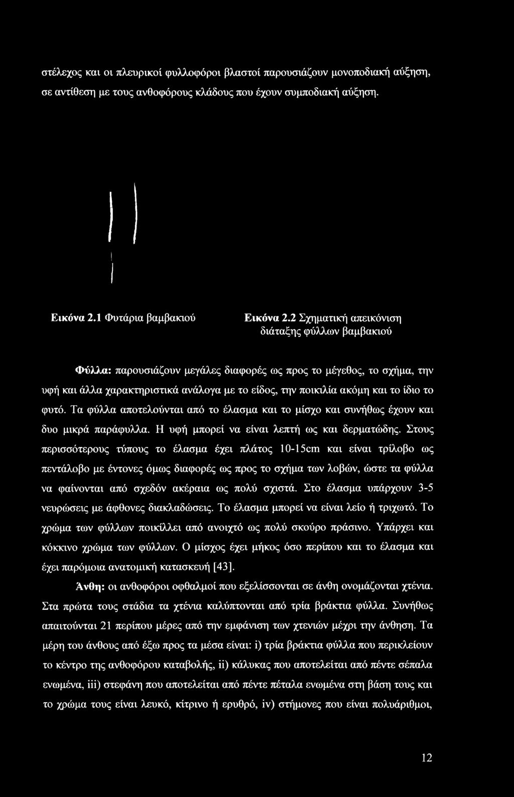 το φυτό. Τα φύλλα αποτελούνται από το έλασμα και το μίσχο και συνήθως έχουν και δυο μικρά παράφυλλα. Η υφή μπορεί να είναι λεπτή ως και δερματώδης.