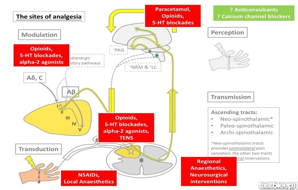 Disease Overview