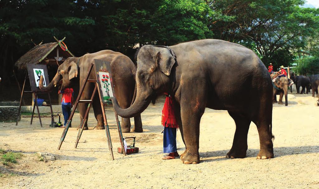 Mae Taman Rafting & Elephant Riding ΦΥΣΙΚΗ ΟΜΟΡΦΙΑ Έναρξη: 08:30 Διάρκεια: 7 ώρες Ανακαλύψτε τη φυσική ομορφιά της Ταϊλάνδης σε μια ολοήμερη περιπέτεια ζούγκλας από το Τσιάνγκ Μάι.