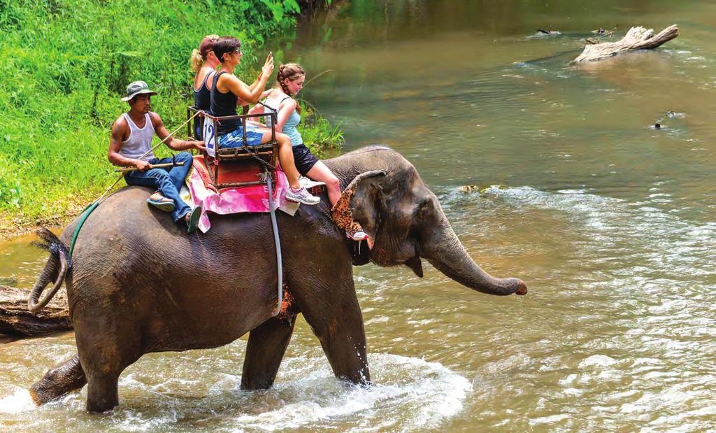 Mae Sa Elephant Camp & Botanical Garden and Orchid Farm ΚΗΠΟΙ ΚΑΙ ΕΛΕΦΑΝΤΕΣ Έναρξη: 08:30 ή 13:00 Διάρκεια: 4.5 ώρες Μια οδική περιήγηση από τη πόλη του Τσιάνγκ Μάι προς τη Mae Rim.