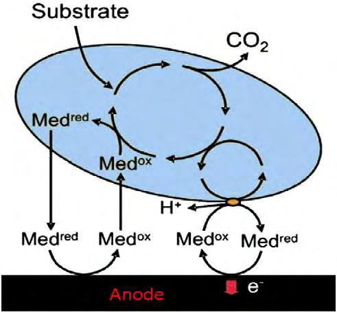 and Pommer, 1991; Kim et al., 1999c; Rabaey et al., 2005c). Οι χημικοί διαμεσολαβητές μπορούν να είναι είτε εξωτερικοί, είτε να παράγονται από το ίδιο το κύτταρο (ενδογενείς διαμεσολαβητές).