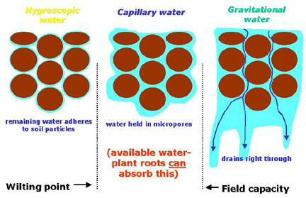 Οι καταστάσεις του νερού στο έδαφος Υγροσκοπικό νερό Τριχοειδές νερό Βαρυτικό νερό Το νερό συγκρατείται από τα εδαφικά μόρια