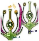 Αυτογονιμοποίηση Συμβαίνει σε πολλά φυτά Μεταφορά γύρης μέσα στο ίδιο άνθος ή ανάμεσα σε άνθη του ίδιου φυτού 20% των αγγειόσπερμων προτιμούν αυτόν τον τρόπο αναπαραγωγής 40% των