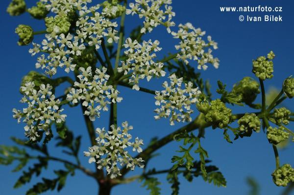 Poison Hemlock Conium