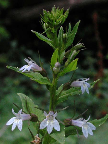 Lobelia inflata, Lobeliaceae (Ο.