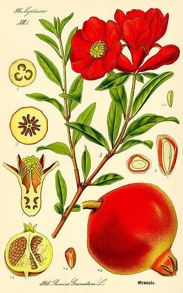 ΑΛΚΑΛΟΕΙΔΗ ΠΙΠΕΡΙΔΙΝΗΣ Punica granatum Punicaceae (Ροδιά) -οι ρίζες έχουν ταινιοκτόνο δράση