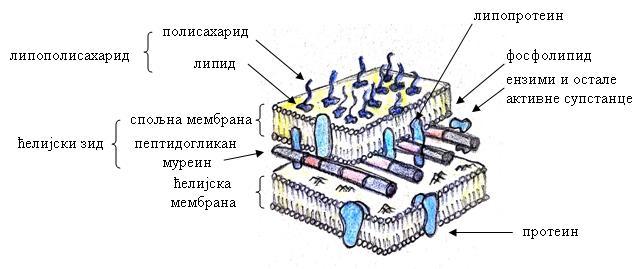 Слика 39. Грађа ћелијског зида Грам-негативне бактерије Слика 40.