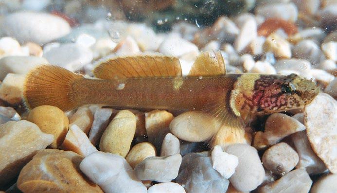 Γωβιός του Στάινιτς (Gammogobius steinitzi). Ζει ανάποδα στις οροφές σπηλαίων! Κερκυρογωβιός του Λιχτενστάιν (Corcyrogobius liechtensteini) ράδες άπλωναν σκυλοπαράγαδα στον Καβοντόρο.