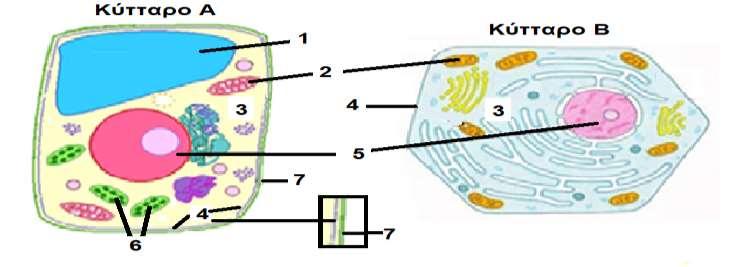 i. Να αναγνωρίσετε τα δύο κύτταρα: (2 Χ 0,5 μ = 1 μ) μ: Κύτταρο Α: Φυτικό Κύτταρο Β: Ζωικό ii. Οι ενδείξεις με τους αριθμούς 1 μέχρι 7 δείχνουν διάφορα μέρη, δομές, ή οργανίδια των δύο κυττάρων.