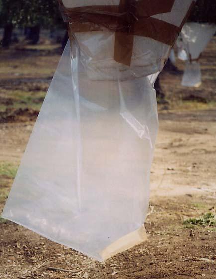 Εικόνα 4: Η πλαστική σακούλα συλλογής των αρθροπόδων Πριν τον ψεκασμό