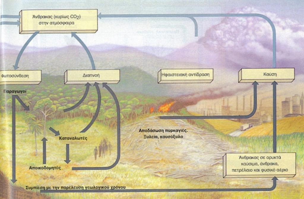 Το αριστερό τμήμα δείχνει την κίνηση του άνθρακα μέσω των θαλάσσιων