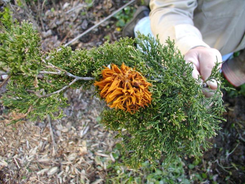 org Σκωριάςεισ μηλοειδϊν (3/4) Στεκαηηζκός όγθωλ ζηα θιαδηά ηες αρθεύζοσ ηολ