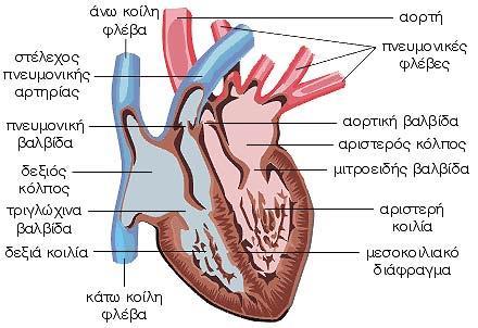 Εικόνα 2.1 Ανατομία της καρδιάς. (Προσαρμοσμένο από: www.google.com) 2.